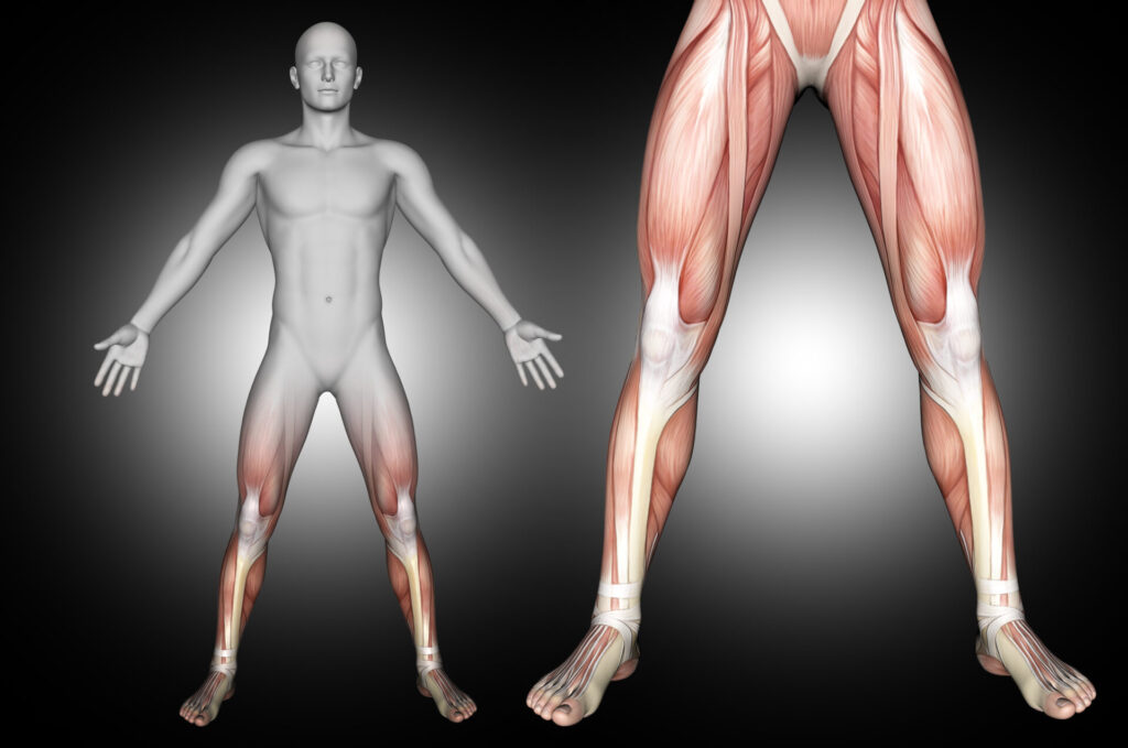 Anatomia arto inferiore