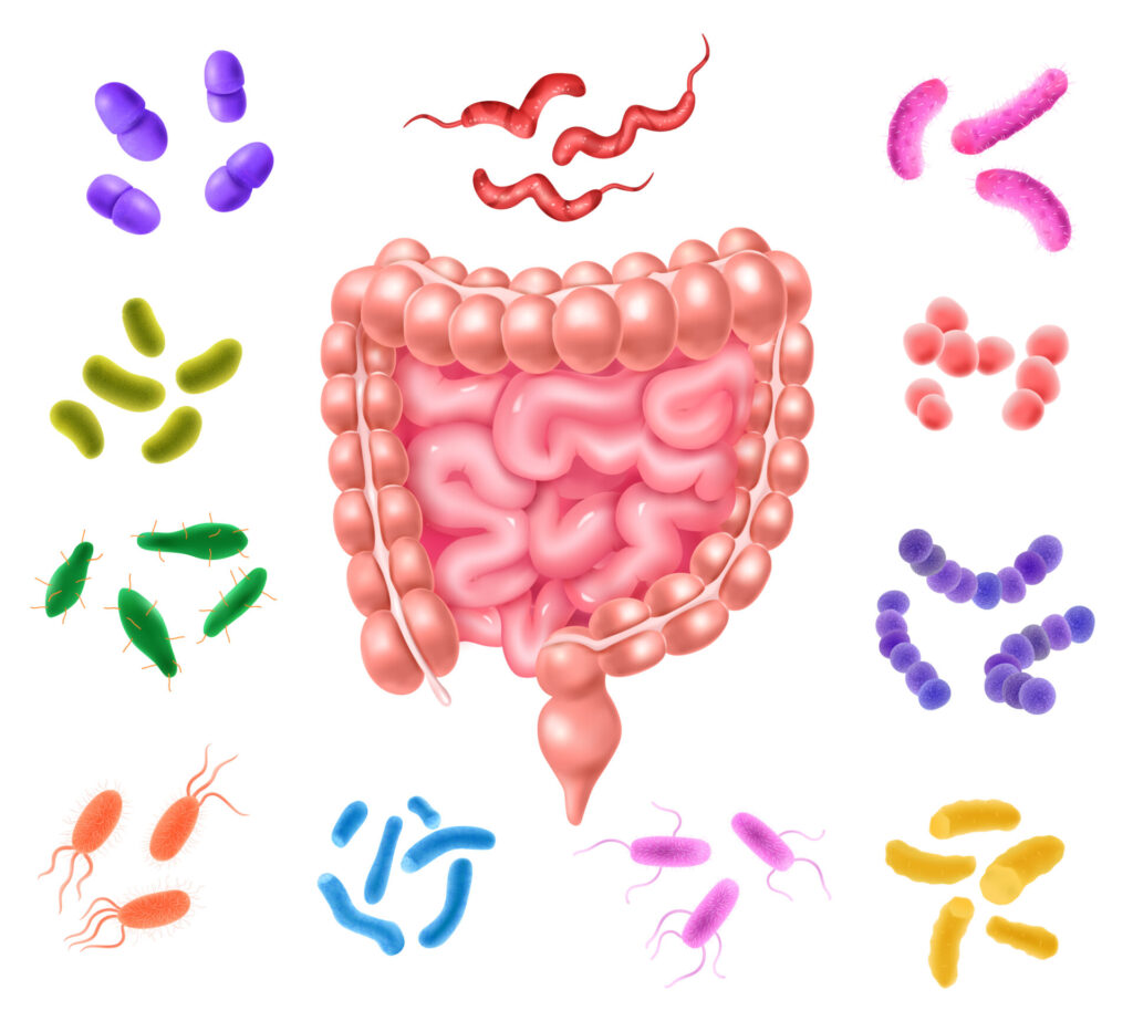Microbiota intestinale. 
